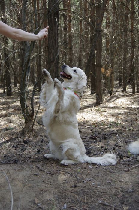 Щенки голден ретривера