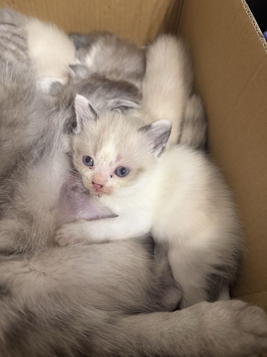 Продается котенок