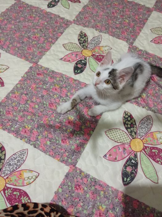 Отдам котят даром в хорошие руки