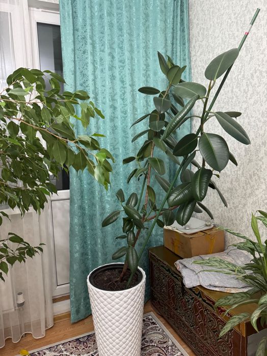 Комнатные растения