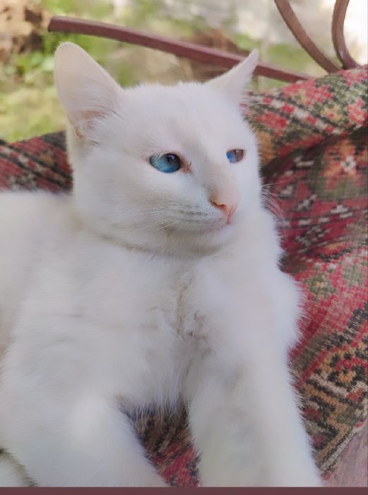 Boss kotibining porno videosini tomosha qiling