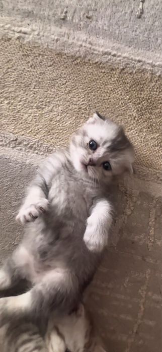 вислоухий котенок мальчик
