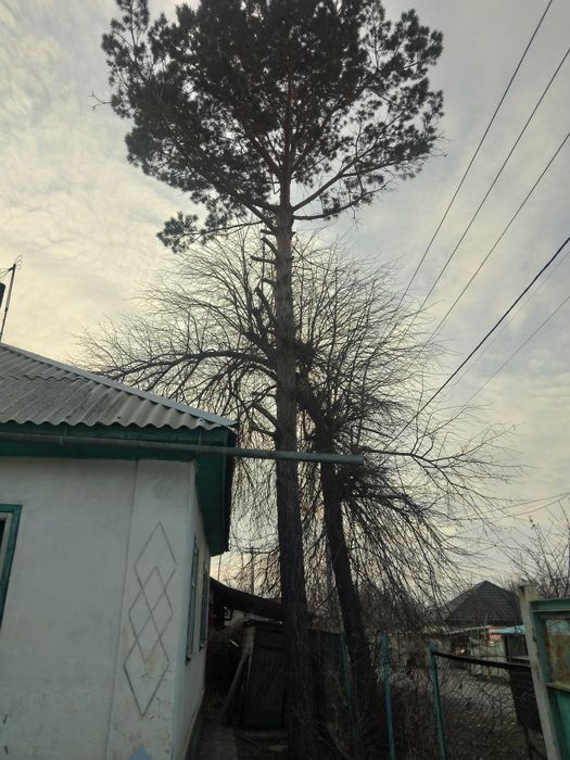 Продам ель болшую