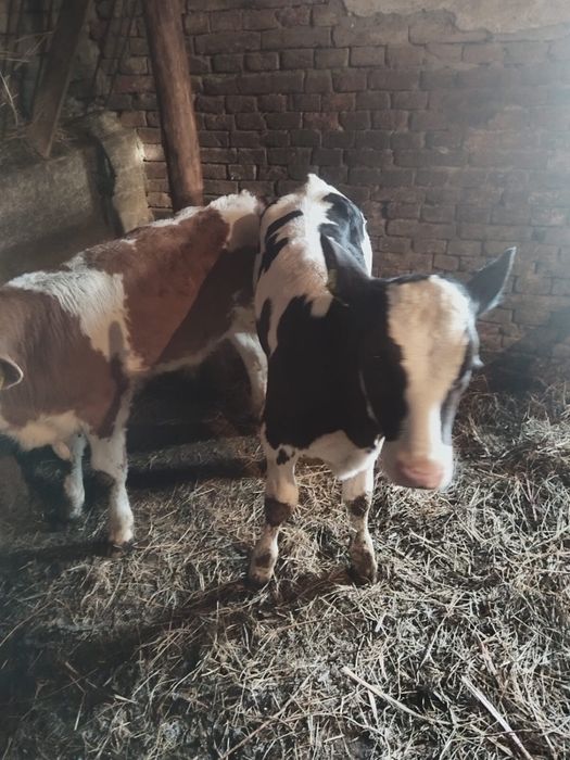 Vitei baltati de vanzare