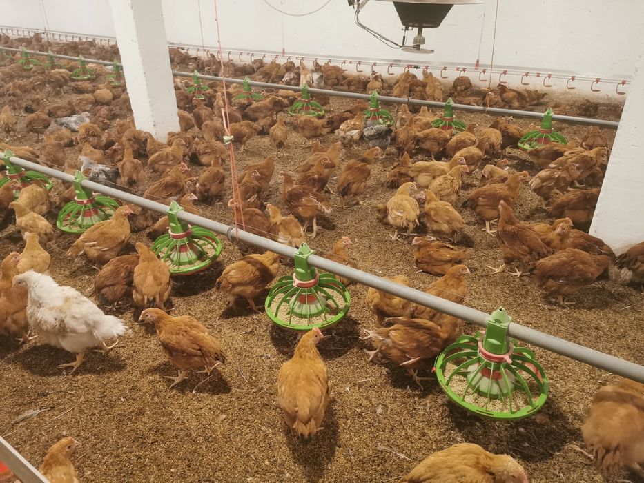 Puicute de inlocuire si cocosi pentru sacrificat