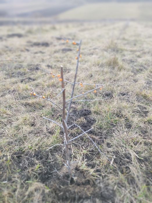 Vînd puiet catina pnetu mai multe detalii la telefon mulțumesc