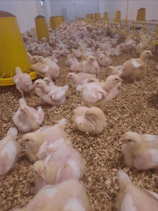 Бройлерные цыплята
