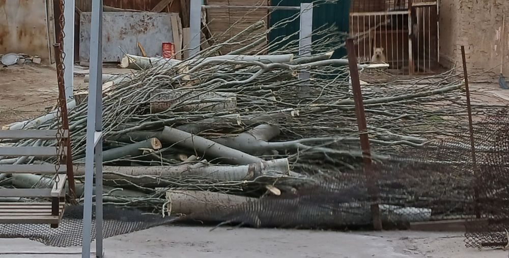 Дрова бесплатно дрова