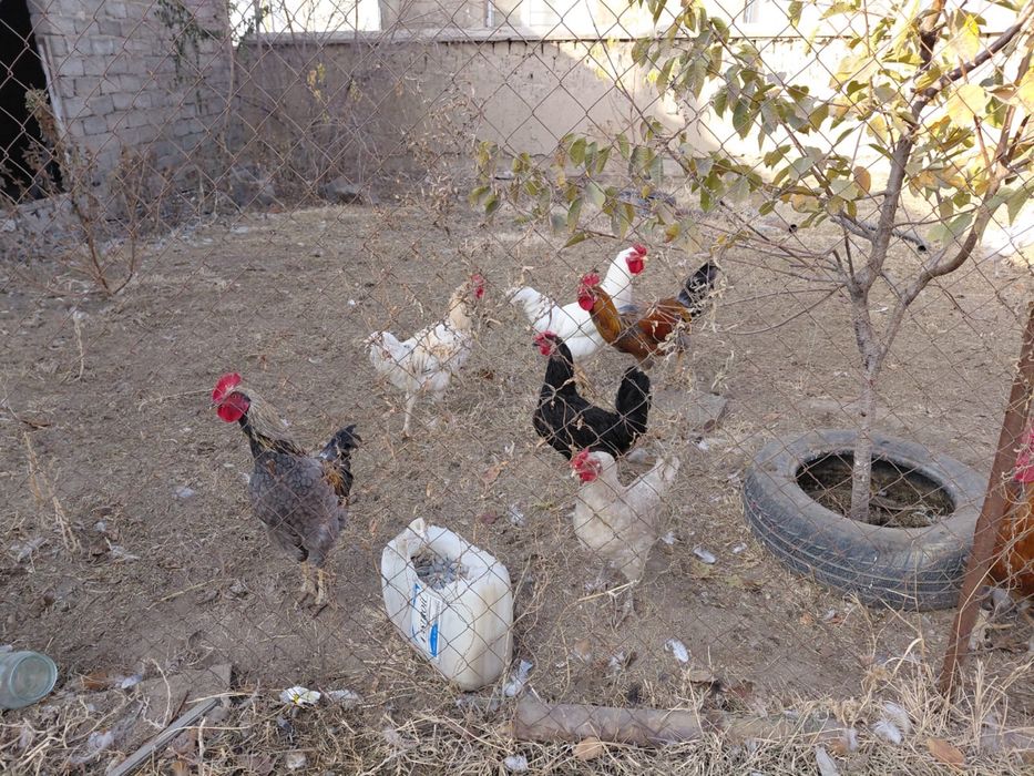 қораз сатылады тез арада