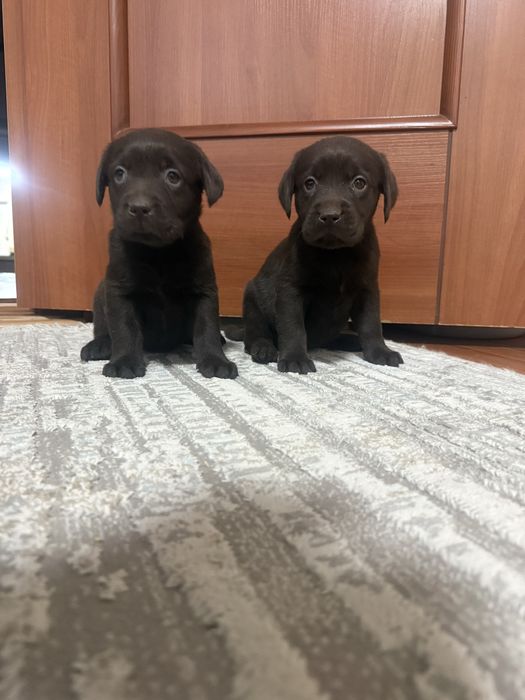 Девочки лабрадор ретривер