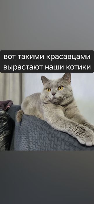 Котятки бриташки
