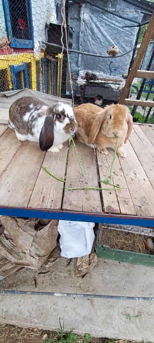 Vând sau schimb Iepuri maturi și pui