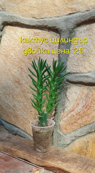 Стайни и градински растения на супер цени.