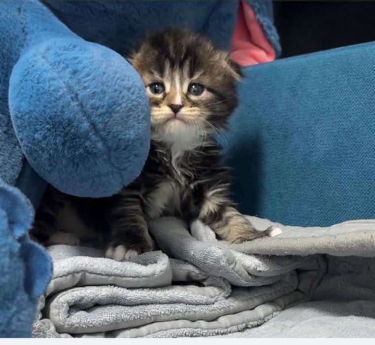 Продается Вислоушка