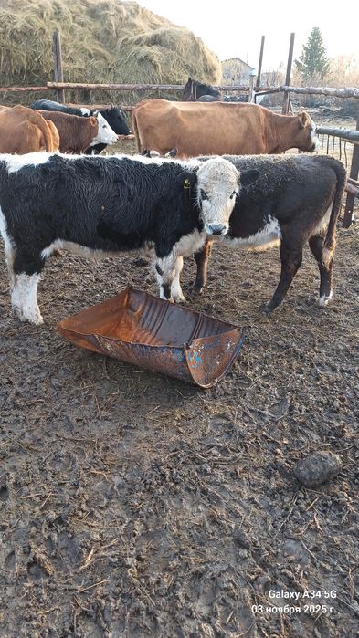 Продам телят подсосных