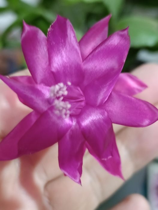 Продам декабриста