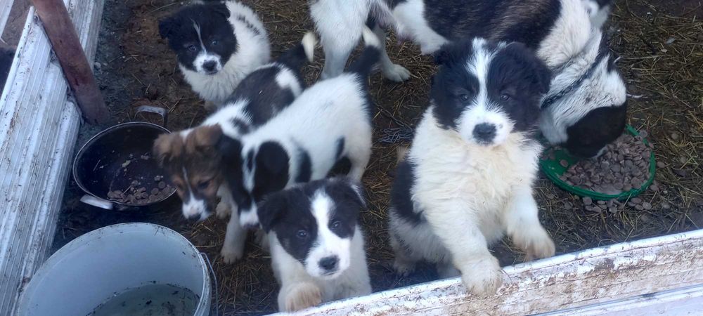 Подарявам кученца.