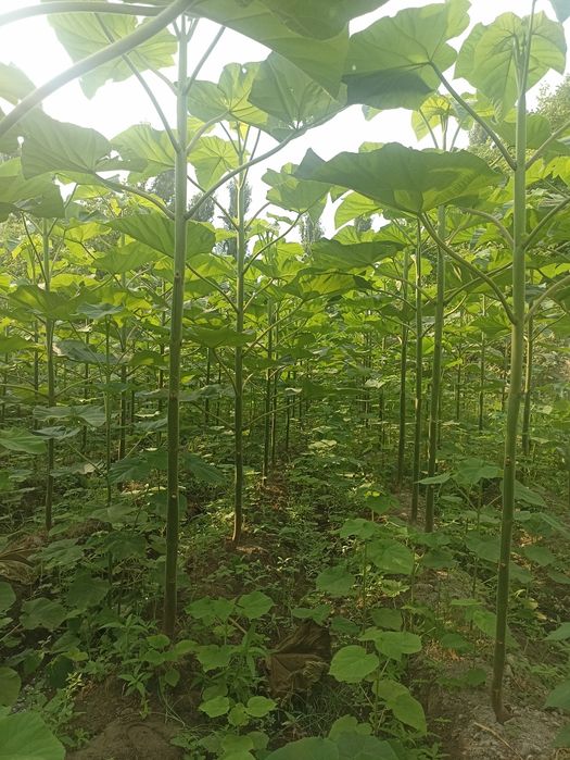 Павлония кочатлари бор