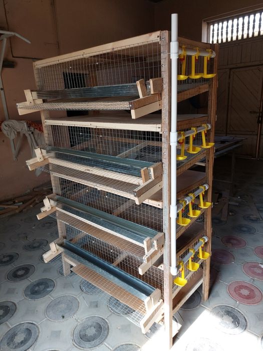 Бедана клетка сотилади.