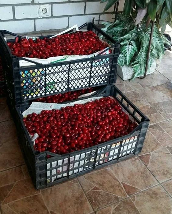 Продаём Ягоду Кизил!