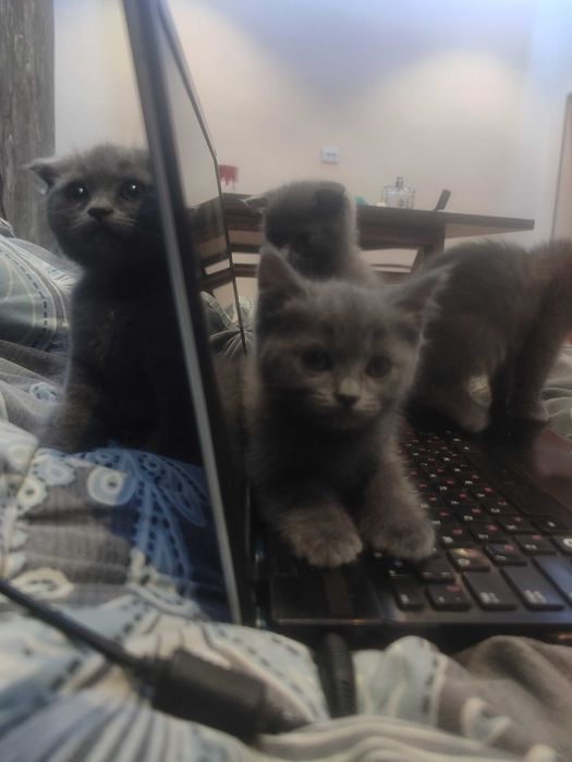 Мурчащие комочки счастья!Шотландские котята (фолды и страйт)