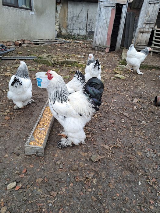 Vand oua incubat brahma hd