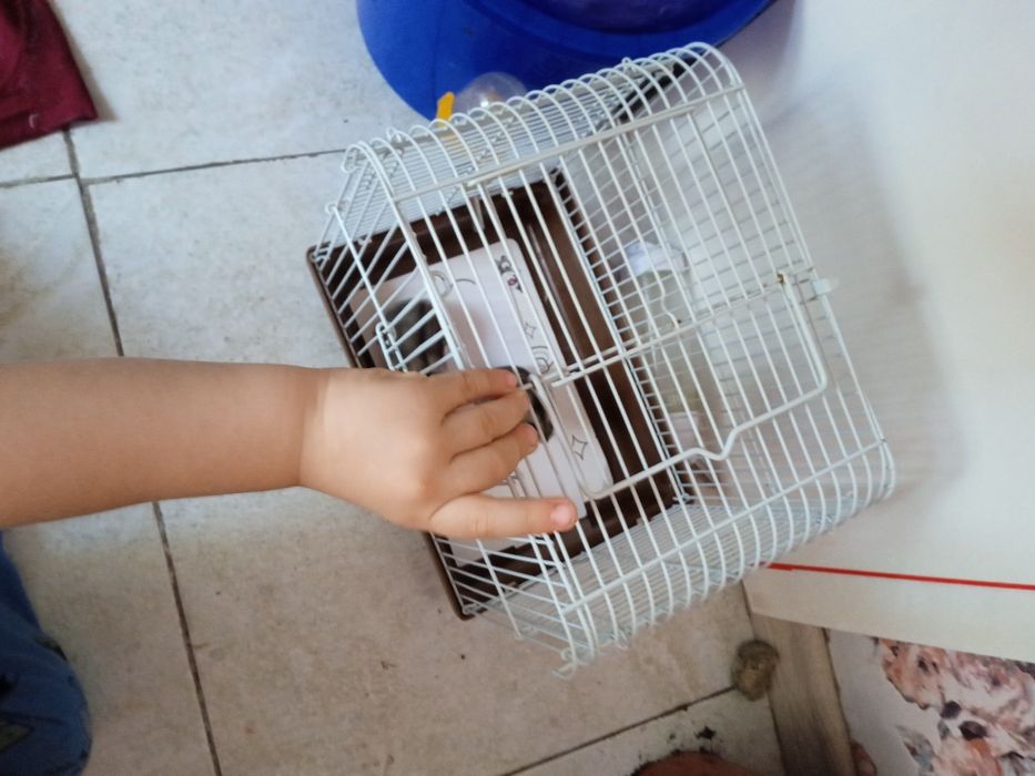 Продаю подарочный хомячек,