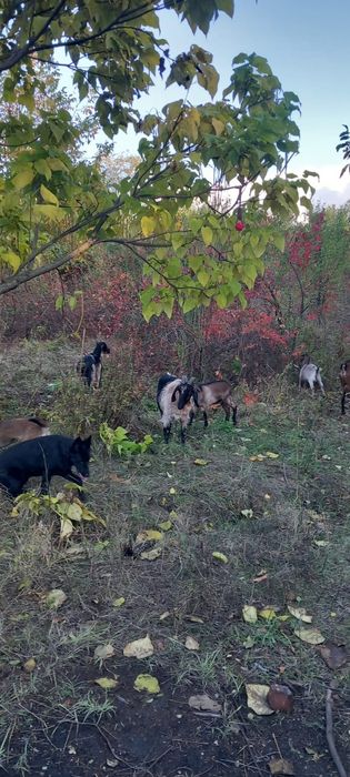 Vând urgent capre gestante