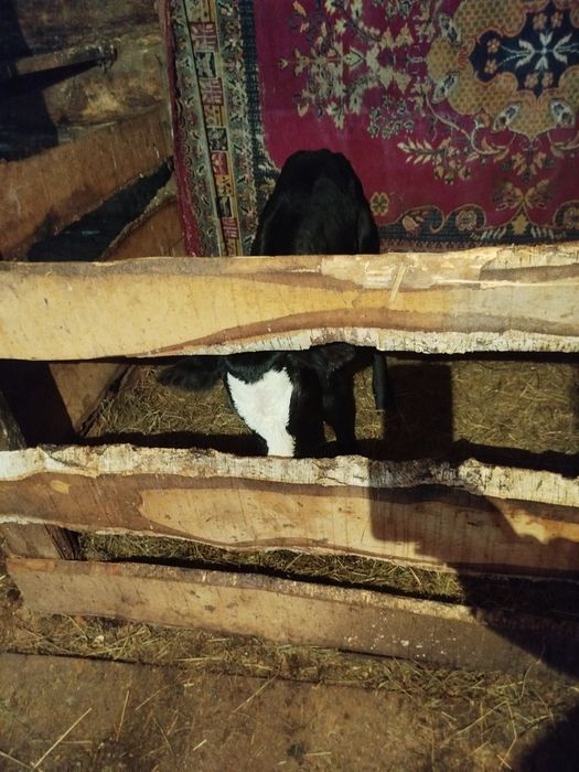 Продам теленка, тёлочку