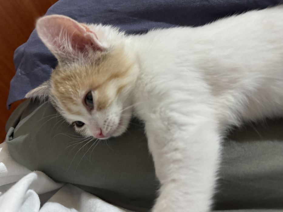 Котёнок, 5 месяцев