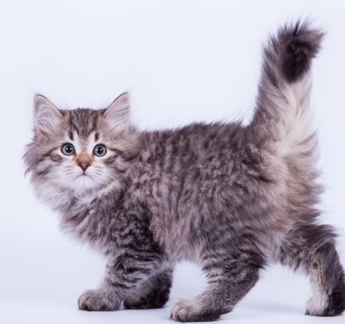 Moskva shimoli-sharqida erotik massaj