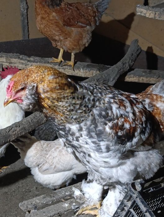 На продажу петушки молодые