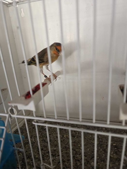 Canari de vanzare si hibrizi
