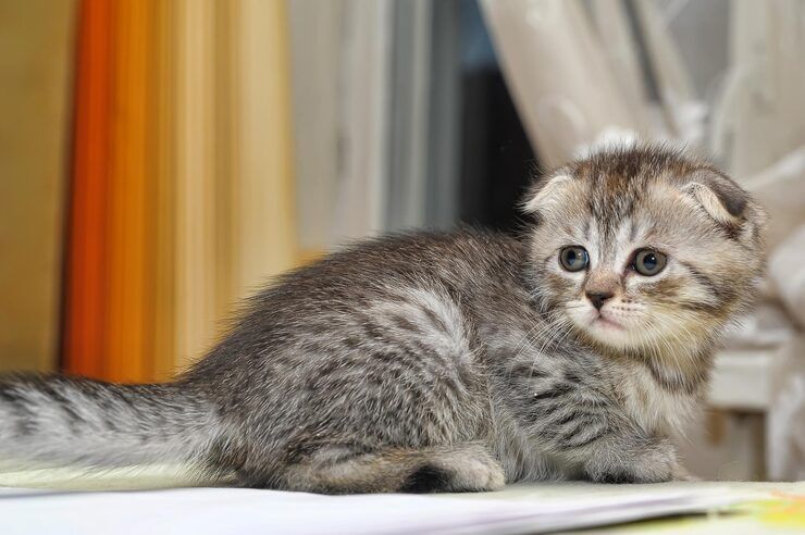 Котята вислоухие шотланки Оригинал