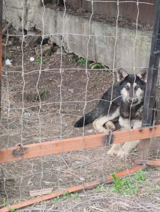 Европеиц сука девять месяцев т