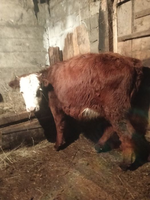 2 бас сиыр 5 бас падцостар