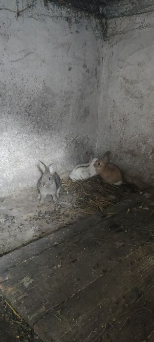 Iepuri de vanzare