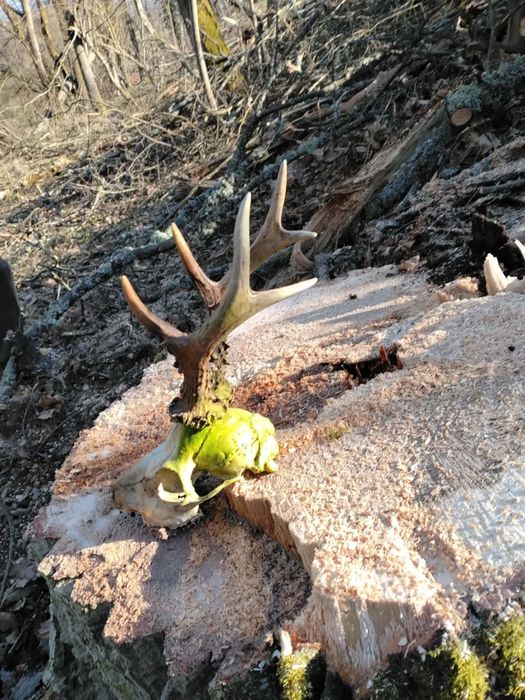 trofeu de cerb natural