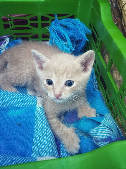 Отдам котят бесплатно
