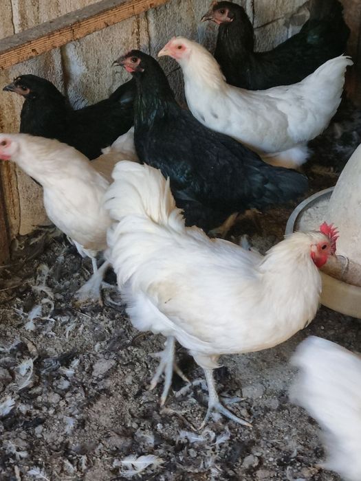 Australorp alb ,  familie australop