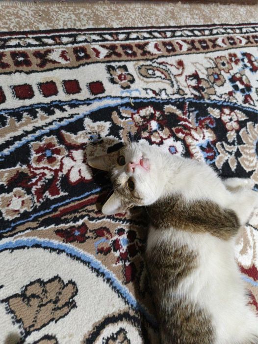 Отдаю даром котёнок текинга мушук боласи