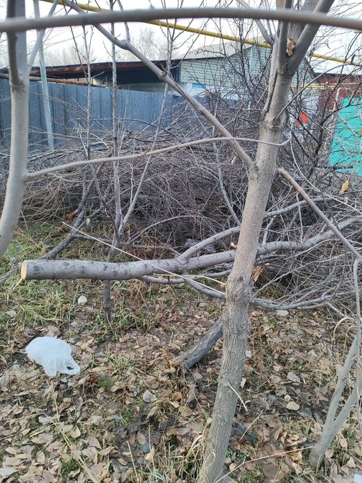 Дрова безплатно аубакирова 57