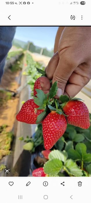 Расат ягоди и малини пр