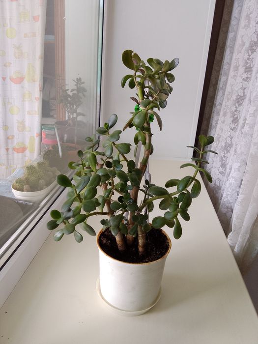 Денежное дерево (толстянка)