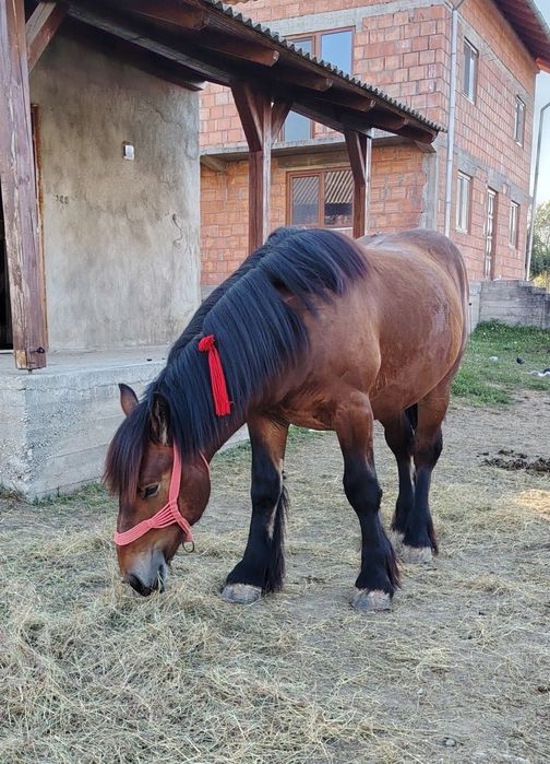 Vând mânz de 1 an și 6 luni din părinți Ardenez