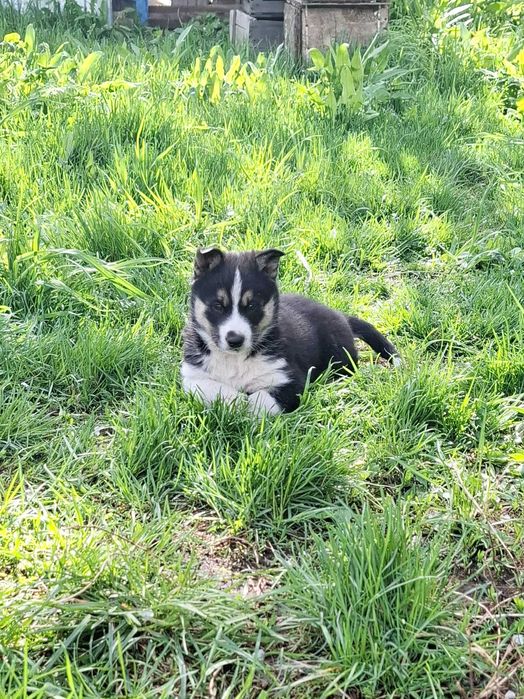 Продам щенка Хаски