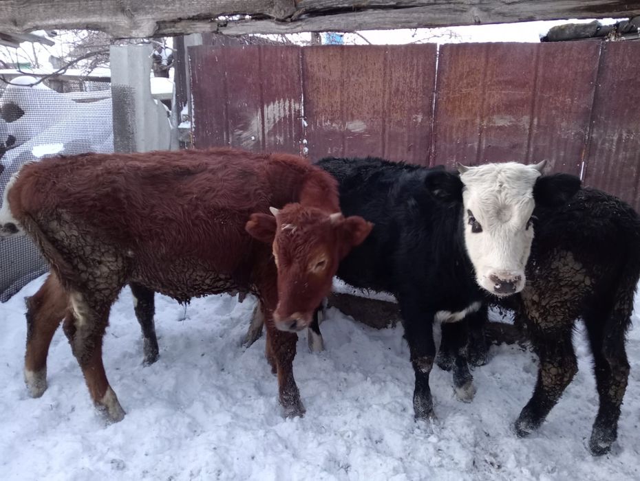 Продам 3бычок 4тёлка оптом