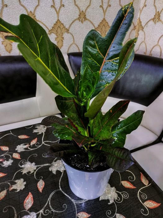 Подарки для женщин!!! Доставка