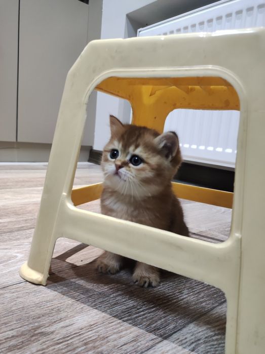 Sotiladi, Britanskiy zolotaya shinshilla