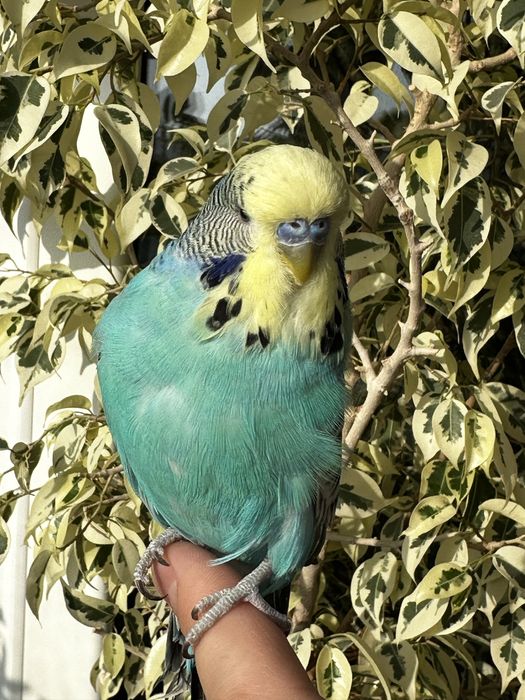 Выставочный Чех.